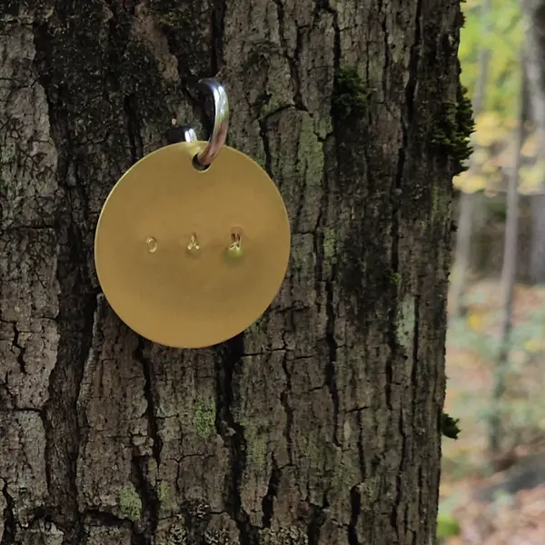 A brass tag hanging from a hook on the bark of a mature tree in the forest