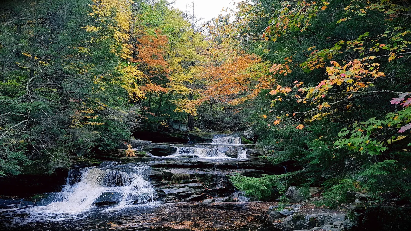 The Vernooy Kill in autumn, gold leaves over dark water